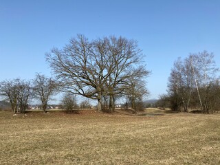 Stud pasture and alluvial forest Giriz (Studweid und Auenwald Giriz) in the natural protection zone...