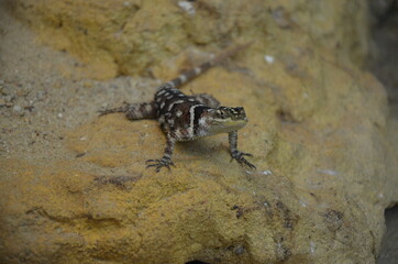 Lizard on rock in the zoo, Frankfurt am Main