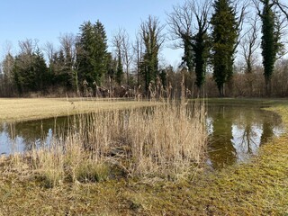 Stud pasture and alluvial forest Giriz (Studweid und Auenwald Giriz) in the natural protection zone...
