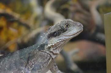 Closeup of a Water Dragon sitting on a rock