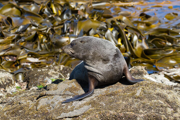 fur seal