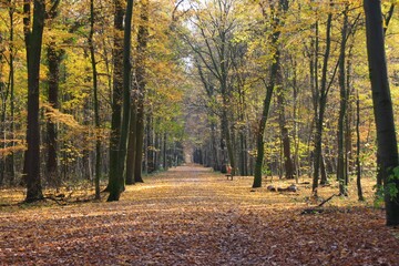 autumn in the forest