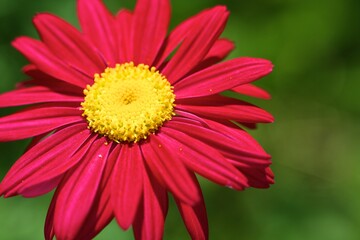 red gerbera flower