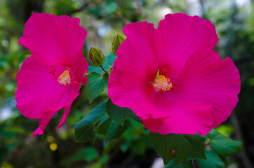 USA, Florida. Hibiscus flower.