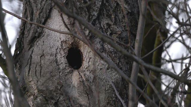 Great Tit leaves nest inside tree (Parus major) - (4K)