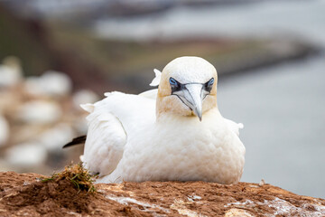 Northern Gannet