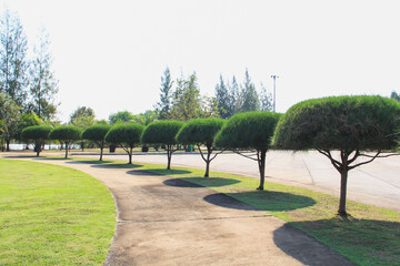 Walkway in the park has trees along the way.