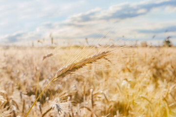 Close-up, spikelets of wheat in sunny weather on the background of the field.