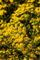 Yellow flower bush