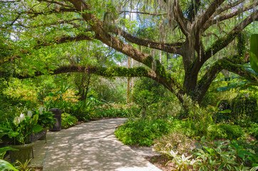 Fototapeta na wymiar USA, Florida. Tropical garden with palm trees and living oak covered in Spanish moss.