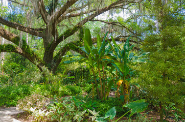 USA, Florida. Tropical garden with palm trees and living oak covered in Spanish moss.