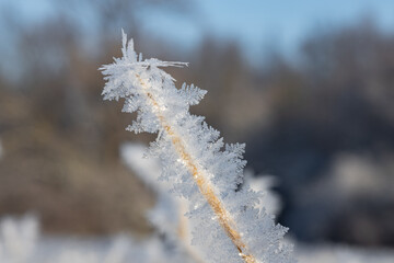 frost on the branches