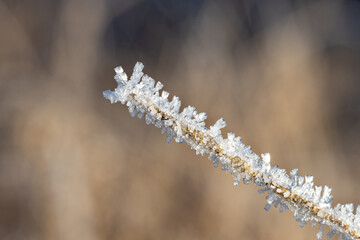 frozen branch