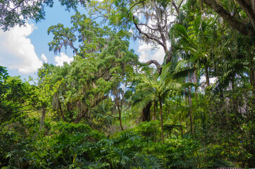 Fototapeta premium USA, Florida. Tropical garden canopy.
