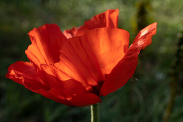 Close-up of a red poppy flower. A large fluffed flower.