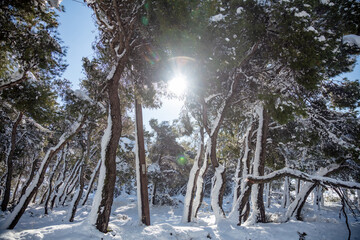 Sunbeams on snow. Snowy trees at forest background.