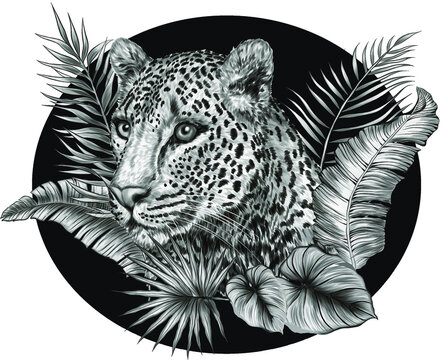 leopard portrait in palm leaves  black, white drawing vector illustration