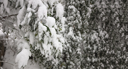 Trees branches with green leaves covered with snow background.