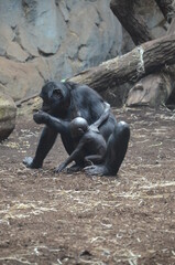 Bonobo (Pan paniscus), zoo of Frankfurt