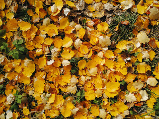 Rich yellow and orange autumn poplar leaves lie on the ground and grass close up. Top view, natural background.