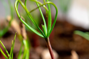 Close-up shots of Blue Atlas Cedar (Cedrus Atlantica) seedlings