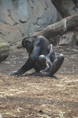Bonobo (Pan paniscus), zoo of Frankfurt
