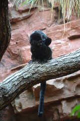 Frankfut am Main zoo, Germany