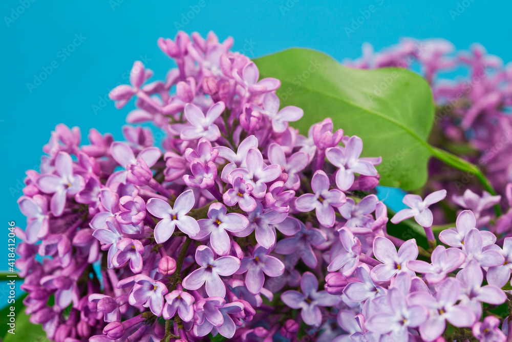 Canvas Prints Blossoming branch of lilac (Syringa vulgaris). Violet flowers on a blue background.