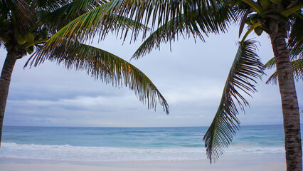 palm tree on the beach with sea background