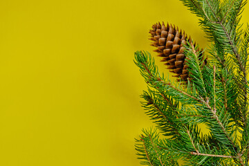 Pine branch and cone on yellow background