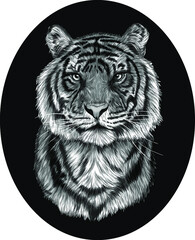 tiger head portrait drawing vector illustration