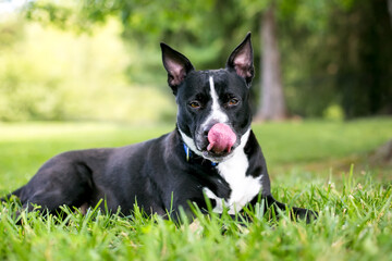 A Pit Bull Terrier mixed breed dog licking its lips