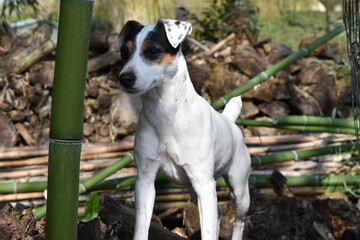 Jack Russel et bambou