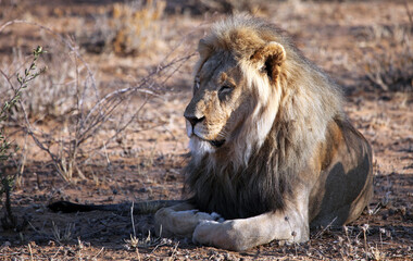 Lion resting in the shade, Namibia
