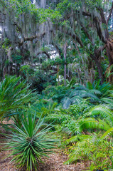 USA, Florida. Tropical garden with palm trees and living oak covered in Spanish moss.