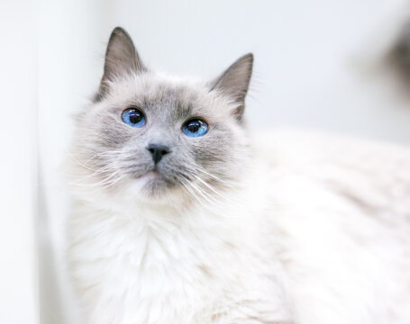 A cross-eyed Birman cat with lilac point markings