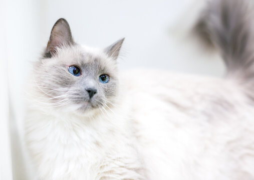A cross-eyed Birman cat with lilac point markings