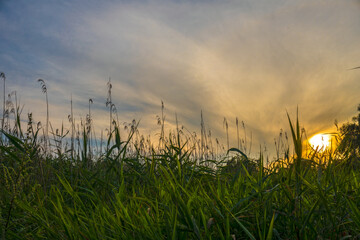 Wild grass and plants against colorful sunset