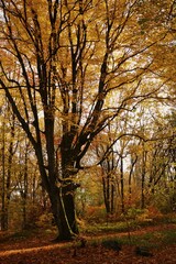 Fototapeta premium Photo of a big tree in the forest