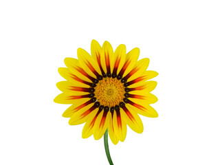 Naklejka premium Beautiful yellow gazania. Drought-tolerant daisy-like composite flowerhead with red stripe of gazania flower isolated on a white background