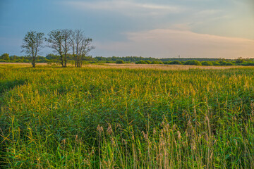 Landscape of a forest lake overgrown with reeds