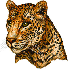 leopard portrait color drawing vector illustration