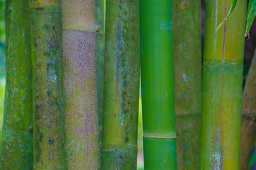 USA, Florida. Bamboo grove.
