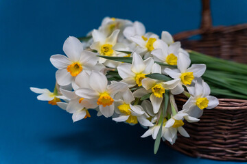 Fototapeta na wymiar A bouquet of daffodils close-up in a wicker basket. White daffodils with a yellow middle, useful for postcards, backgrounds, greetings, there is a place for inscription