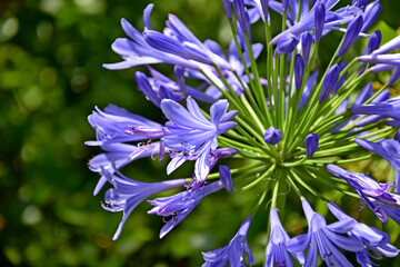 Flores moradas que crecen formando un ramo con el fondo verde desenfocado por efecto bokeh