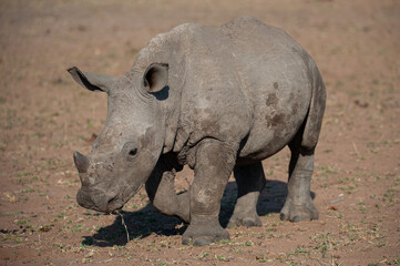 Fototapeta premium A Baby White Rhino seen on a safari in South Africa