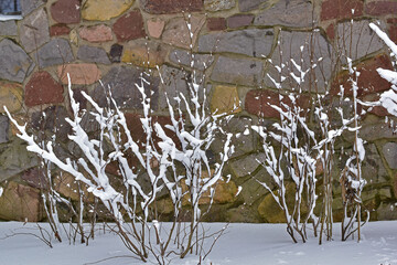Bare branches of Fothergilla shrubs in the snow in front of a stone wall