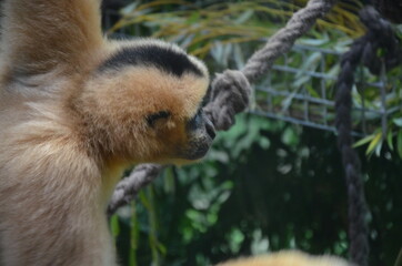 Frankfut am Main zoo, Germany