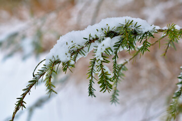 Evergreen branch covered with snow