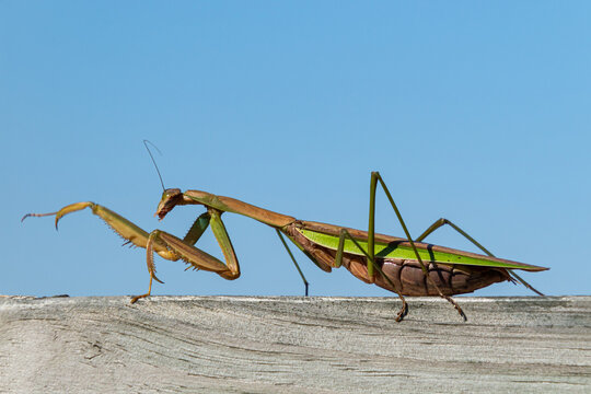 Closeup of a huge Chinese praying mantis (Tenodera sinensis) walking along a piece of wood